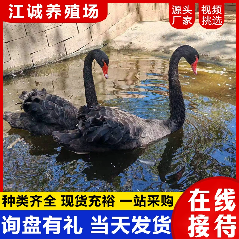Ферма рассады черных лебедей, чистокровные живые черные лебеди, цена, туристическое достопримечательность, декоративные черные лебеди