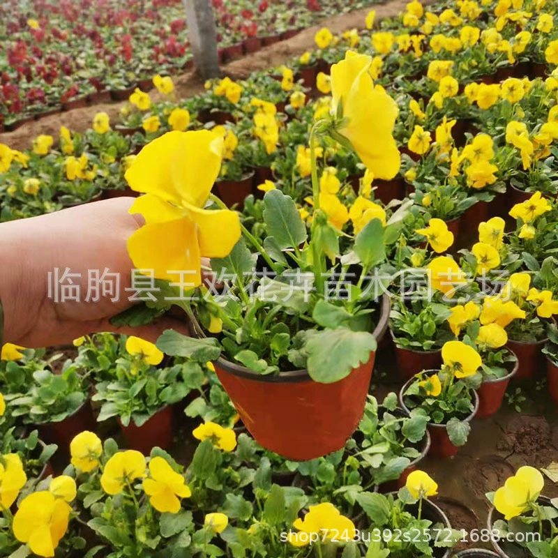 Оптовая поставка бессмертника в горшках, цветы из травы, рассада цветов бессмертника, аренда цветов, зеленение, море цветов, почвопокровные многокрасочные цветы