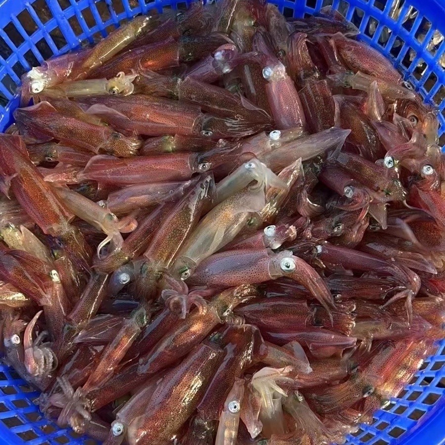 小管鱿鱼东山岛灯照活冻小管乌贼脆管海兔一口管笔管餐饮白灼小管