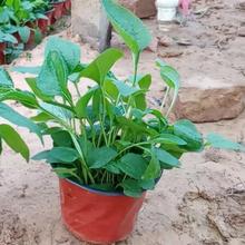 花坛草花 花坛草花品牌 图片 价格 花坛草花批发 阿里巴巴 花坛草花 花坛草花品牌 图片 价格 花坛草花批发 阿里巴巴