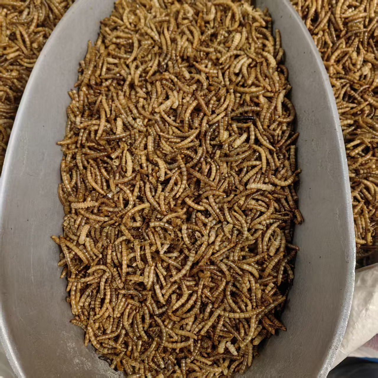 Dried Yellow Mealworms Tenebrio Molitor 500g Natural Sun Dried Feed for Ornamental Fish Birds and Hamsters key features