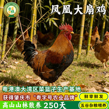 【顺丰发货】活鸡大公鸡出售土鸡跑山鸡走地鸡成年鸡整只包活到家
