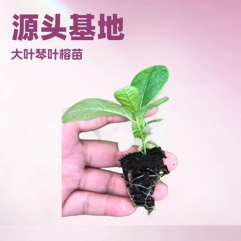 Саженцы фикуса лирата, выращенные методом тканевого культивирования, крупнолистные, в больших, средних и малых горшках, комнатные и уличные зеленые растения, могут выращиваться методом гидропоники, используются как ландшафтные деревья, вечнозеленые круглый год.