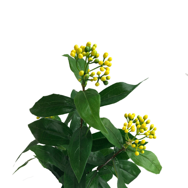 XRB-243 红楠三叉枝 (1).jpg