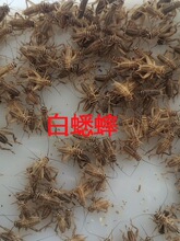 ���w��^������������ͺ��J���������،m�~�B�������_��ʳ��