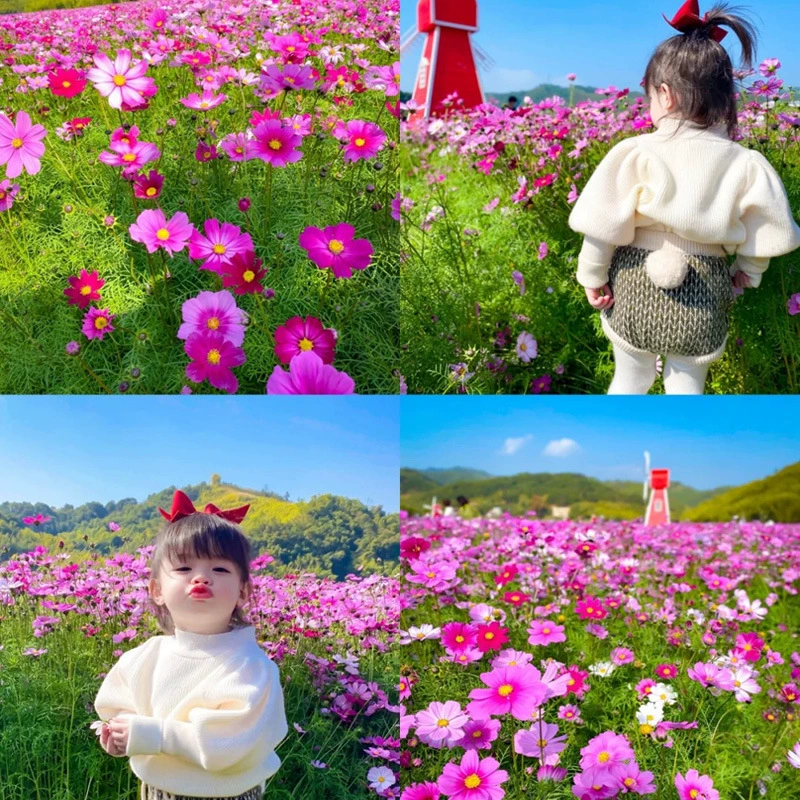 Семена цветов Космос, красочные семена цветов, цветущие в четыре сезона, легко выращиваемые в саду, на открытом воздухе, разноцветные.