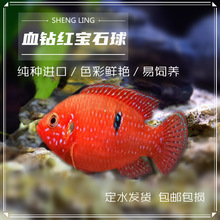 包邮血钻红宝石红钻石三湖慈鲷食土鲷鱼观赏鱼淡水热带热带鱼包活