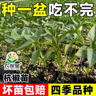 �����������ļ���Ƥ�ݽz����Ƥ�߮a�̨���|���������������Ա���