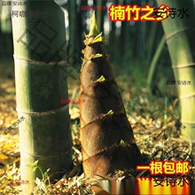 ���Q���������ʳ����S��������������ë����N��ͥԺ�����̫��