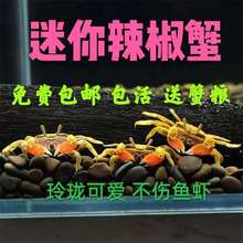 辣椒蟹观赏蟹活体原色迷你小螃蟹1-2厘米，淡水蟹可鱼虾混养除藻