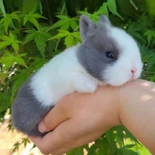 宠物兔活物茶杯长不大不咬人迷你侏儒儿童养猫猫兔荷兰垂耳兔活体
