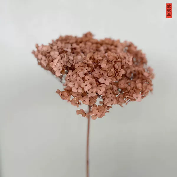 Dark coffee/branch
