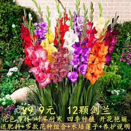 【12颗剑兰】多年生种球花卉大全唐菖蒲十三太保花种当年开花
