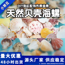 DIY鱼缸配饰 新款饰品布景造景混装天然贝壳海螺立体海洋花片配件