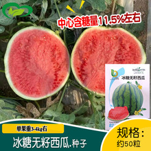 冰糖无籽西瓜种子 农田菜园蔬菜作物高糖皮薄红瓤西瓜籽