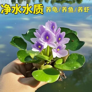 ˮ���Jˮ��Gֲˮ������ˮ�|ˮ���B���~���쾰�������B�~��ˮ�_��