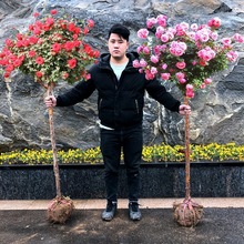 ¼͸ߗUϘõļ_󻨲ɫ䘶