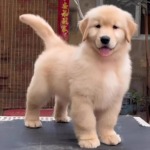 纯种金毛幼犬活体大骨架金毛犬拉布拉多导盲犬大型犬家庭养宠物狗