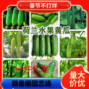 һ�����lˮ���S�ϷN����Ʒ�Nժ������ͥ�߲˷Nֲ�ڸк�Ʒ�|������