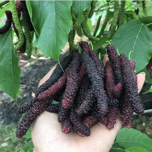 �L��ɣ�ؘ���̨��ɣ驎�������ɣ�����o�Ѻ�ɣ�����ļ��_���Y��