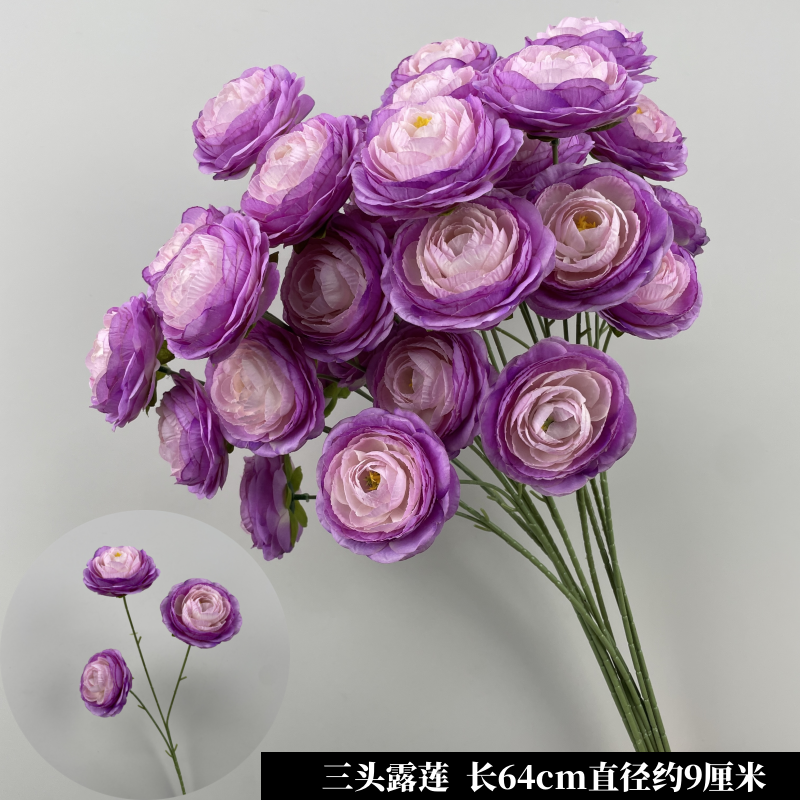 샴페인 컬러 연보라색 3등 연꽃