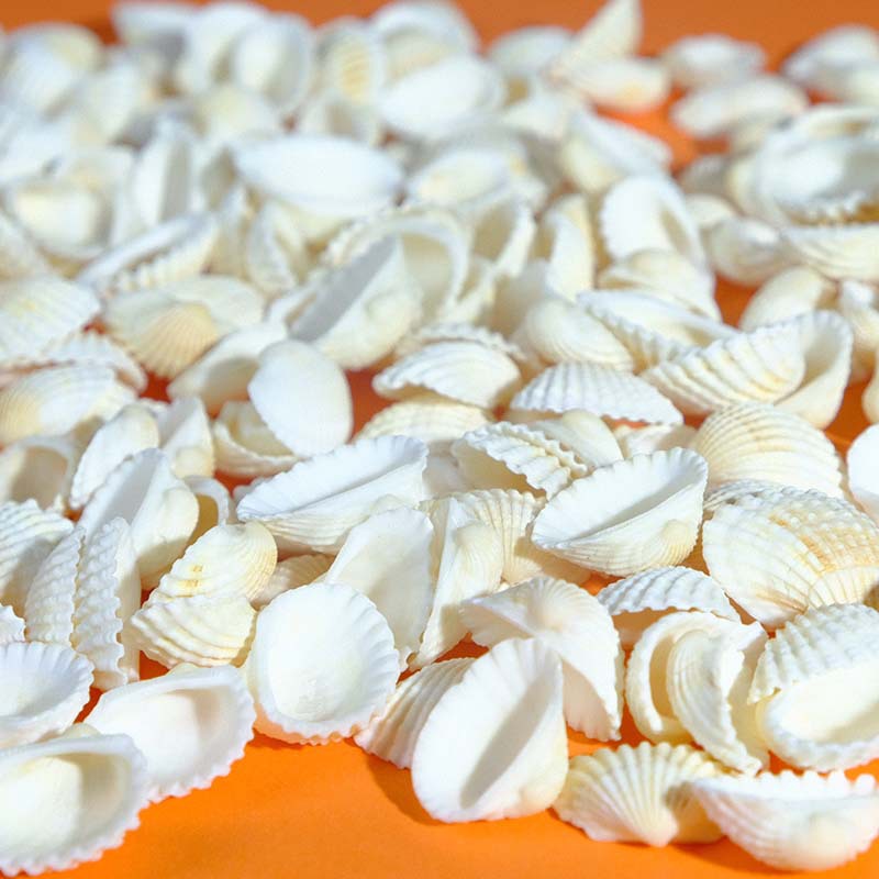 Pecera Acuario Adornos Decoración Artesanía de concha blanca Suministro de fábrica al por mayor Concha de caracola natural Cilindro Materia prima