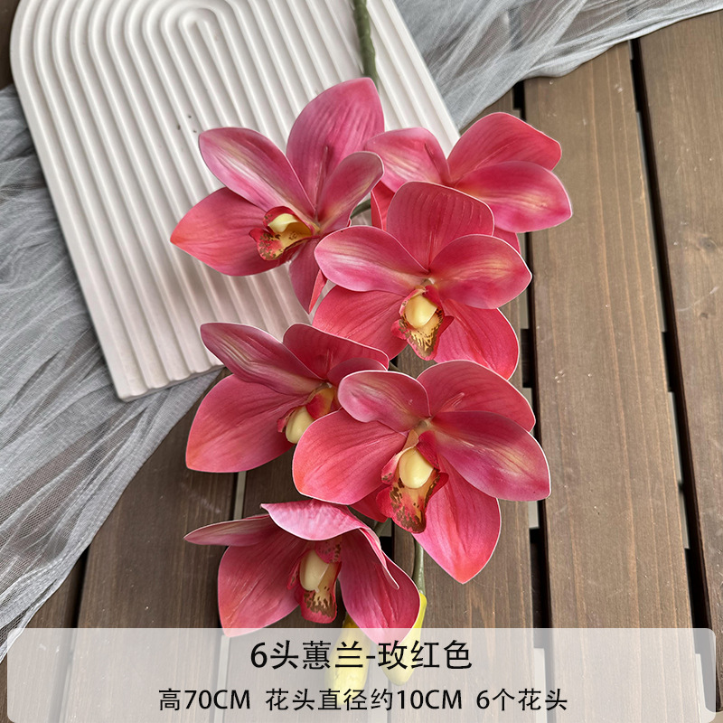 6 orquídeas cymbidium
