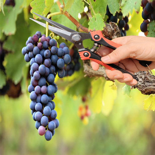 Factory Direct Wholesale Multi-functional Fruit Picking Shears Pruning Shears Fruit Thinning Red Garden Shears