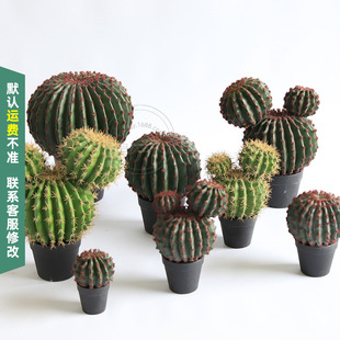 High simulation cactus potted multi-head parasitic cactus multi-color optional home soft decoration ornaments