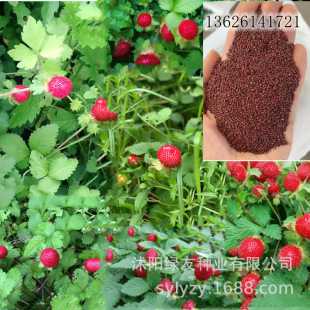 工程用草花種子薔薇圖片 海量高清工程用草花種子薔薇圖片大全 阿里巴巴