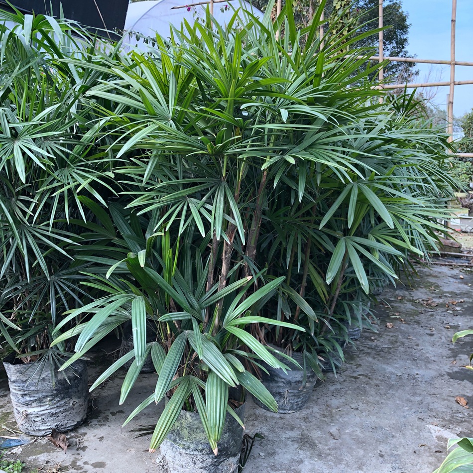 细叶棕竹盆栽 矮棕竹 室内外绿植盆栽花卉 家庭园艺棕榈植物-阿里巴巴