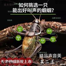 Ƥ�X�X���X�X���X�X���Q�����Q�x�X�X���w�Q�x�X�X��Ʒ�x��̫��