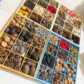 植树节手工diy盆栽100多种果壳干花干树枝环创森系材料伴手礼拍照