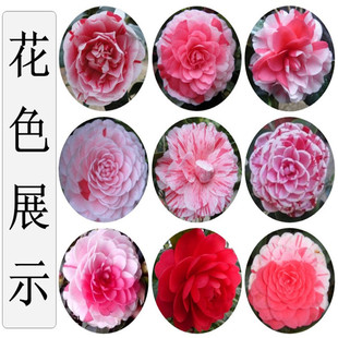 ������ɫ�൤�軨���Լtɫ��ɫɽ�軨����һ���ɫ�Gֲ���܎�����