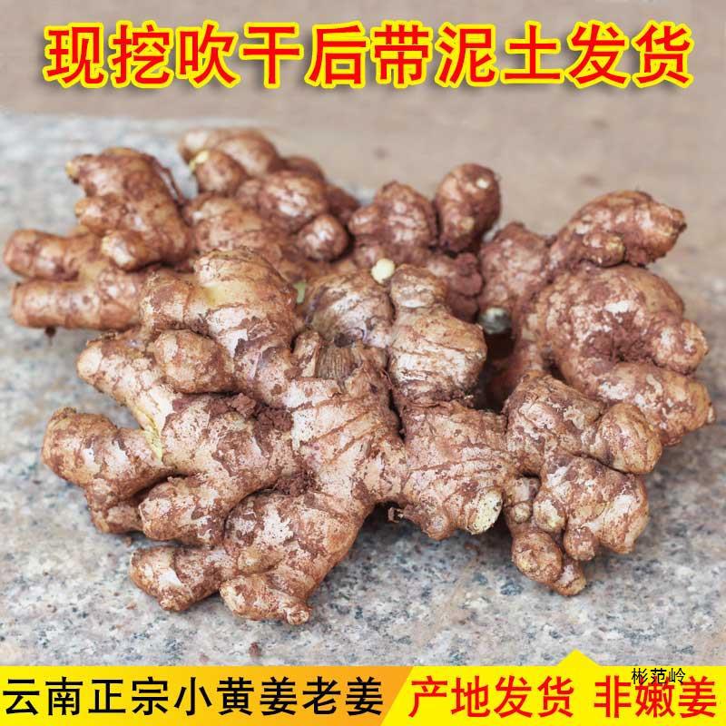 云南小黄姜老姜母新鲜生姜姜种农家自种土黄姜种子姜月子干姜