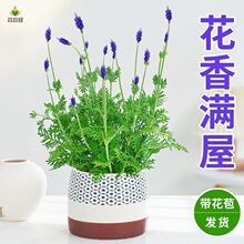 ޹�²�������� ���㎧�����ͺ� �҃����̨���@���Դ��仨�Rֲ��