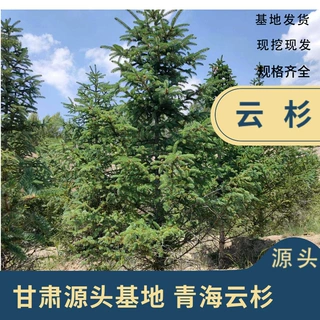 清地出售云杉树苗 常绿乔木云杉 圣诞树苗 1-3米 荒山绿化苗木
