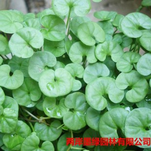 �G�����̽��X�ݲ�ƺ�N�Ӳ��� ��ͥ�@ˇ�~�X�ݷN�����l�R���ݷN