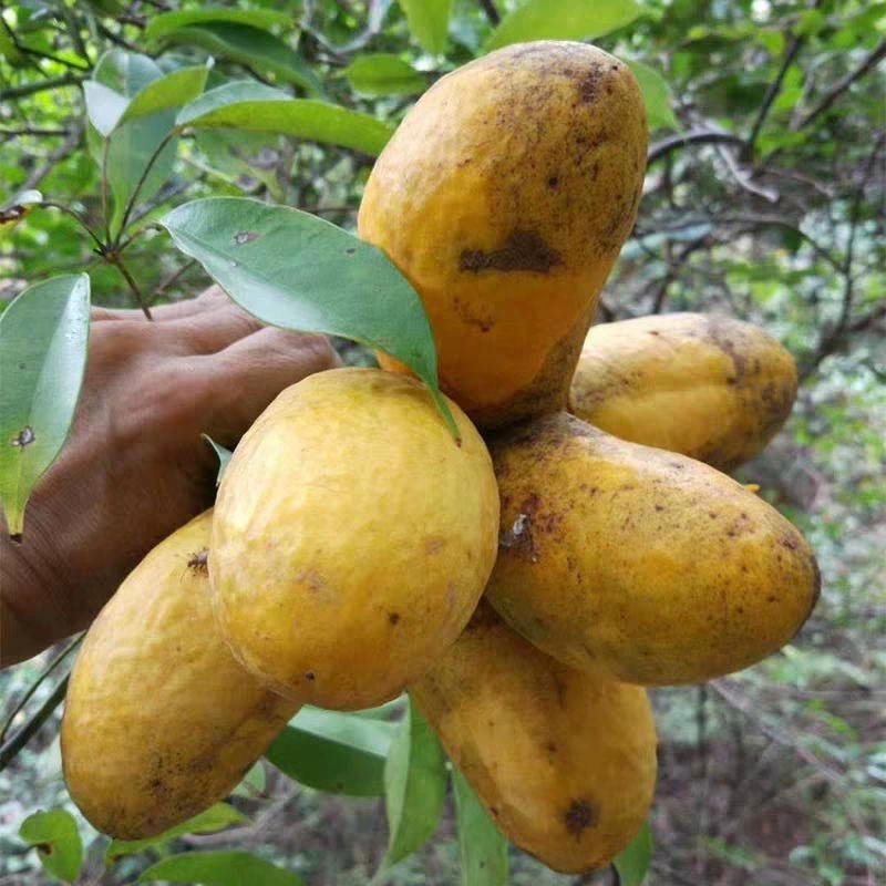 Август Дыня сентябрь плоды семена что год результаты Август жареный Юг и Север посадка бесплодный двор восхождение сентябрь желтый