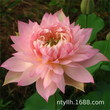 ذͺɻɏźNԳˮֲ^pɏ˯ɏ