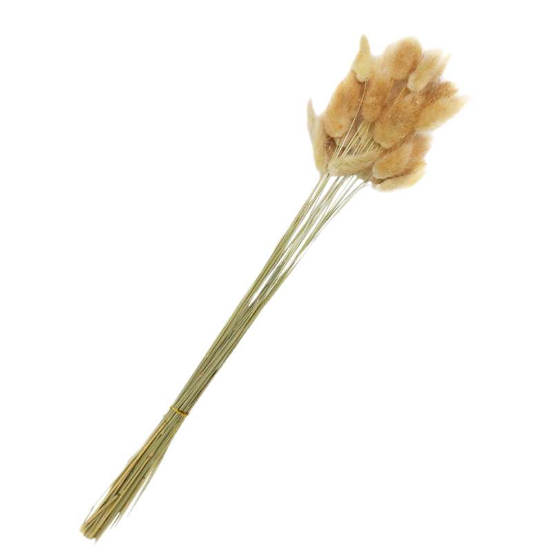 Flores secas al por mayor Hierba de cola de conejo Flores reales Hierba de cola de perro Hierba de cola de perro Material de distribución de flores secas de bricolaje Decoración del hogar Material de flores Accesorios de fotografía