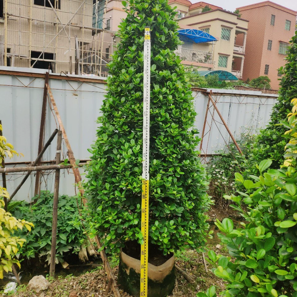 Поставка башни вулканического фикуса 2-2,5 метра