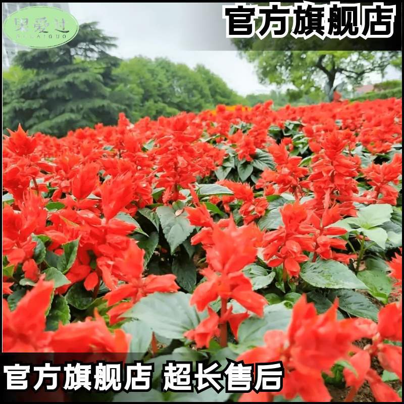 Una cadena de semillas rojas cadena de semillas rojas resistente a altas temperaturas resistente a la sequía flores polvo largo blanco púrpura mezcla jardín en maceta semillas de plantas mar de flores