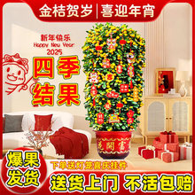 ��ۘ����Ԏ����͏d�Gֲ�҃ȴ���ֲ���k���҆��w��լ������Ә���