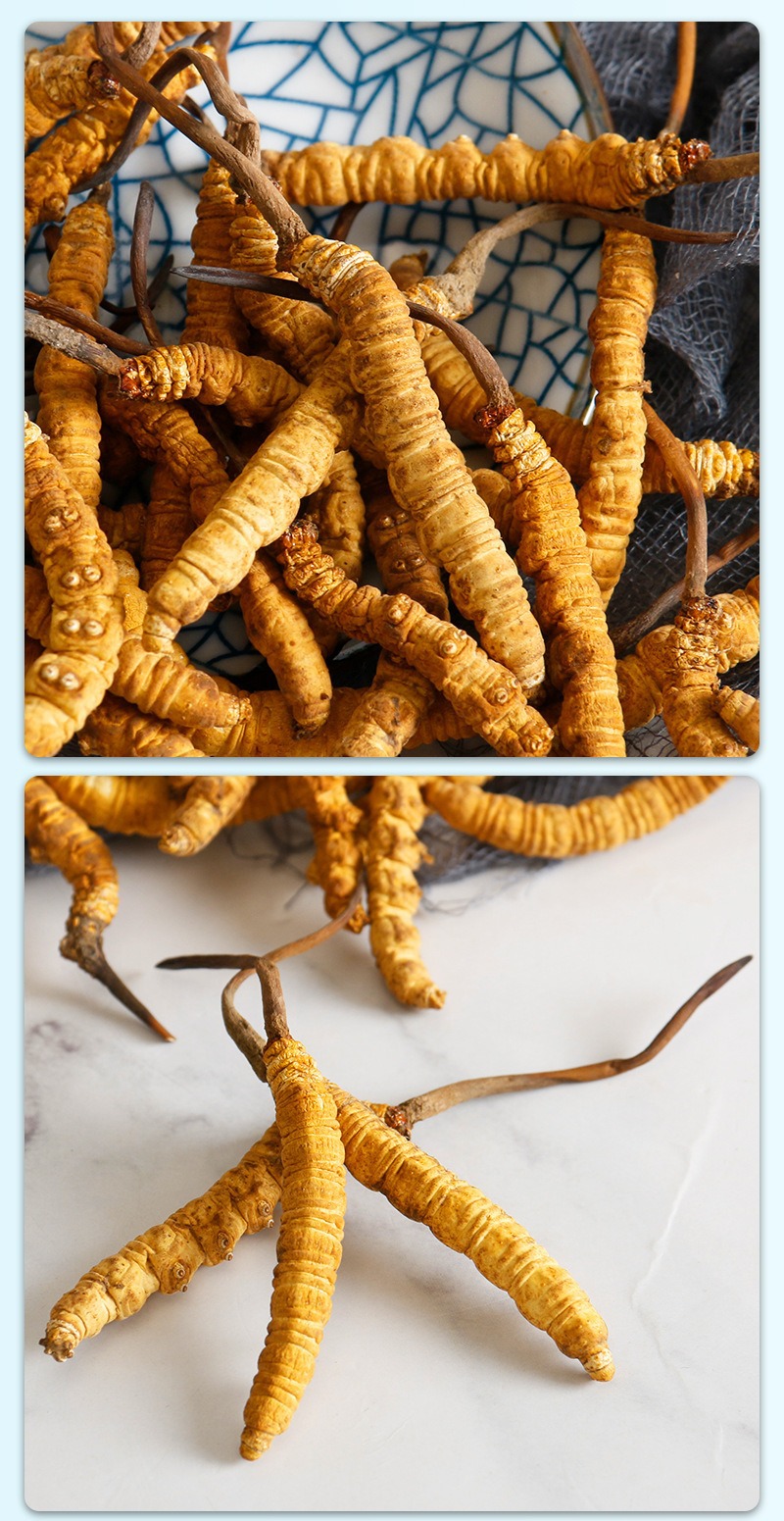 Dried Cordyceps Sinensis Dong Chong Xia Cao Whole Caterpillar Fungus Tibetan Nagqu Wild-Harvested Tonic Herb for Cooking and Decoction in use