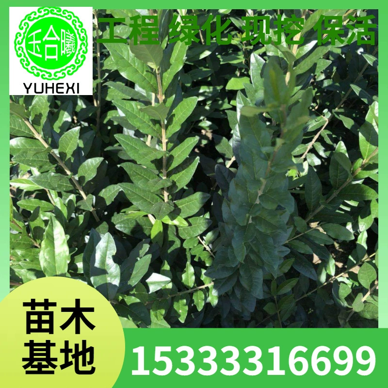 Водный воск, водный воск для живой изгороди, маленькие саженцы, малолистный лигуструм, шарик водного воска, питательная чашка водного воска, сирень из самшита