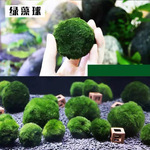 绿藻球造景海藻球活体阴性水草新手养虾植物鱼缸水族生态瓶装饰