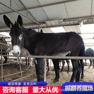 ɢ�B�����H���� �Nĸ�H��ֳ��С�H��r�� ���wСë�H�r��