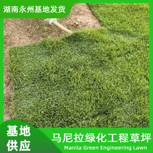 Lawn Wholesale Grass Seeds, Four-Season Evergreen Slope Protection, Greening Seeds, Courtyard Pruning-Free Manila Grass Base Direct Supply