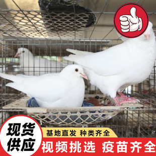 ��������������w�r�� �Bֳ��ֱ�N���wԪ���� �Ɍ��������B������